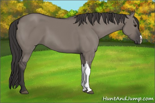 Horse Color:Buckskin Dun