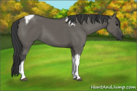 Horse Color:Grullo Tobiano 