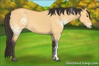 Horse Color:White Spotted Buckskin Dun 