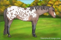 Horse Color:Bay Appaloosa 