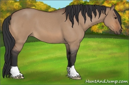 Horse Color: Bay Roan Dun 