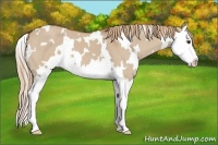 Horse Color:White Spotted Red Dun Splash 
