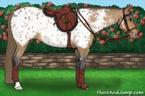 Horse Color:Buckskin Blanket 