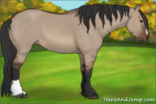 Horse Color: Brown Dun 
