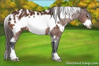 Horse Color:White Spotted Bay Frame Appaloosa