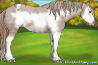 Horse Color:Liver Chestnut Sabino Splash Frame Appaloosa 