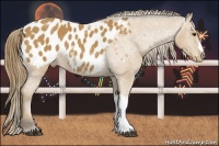 Horse Color:Buckskin Appaloosa