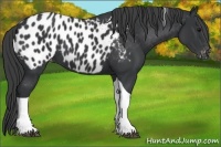 Horse Color:Black Tobiano Near Leopard 