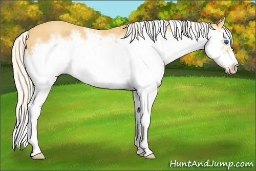Horse Color:Silver Amber Cream Champagne Splash Frame