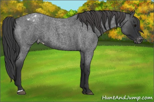 Horse Color: Blue Roan Blanket 