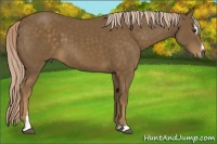 Horse Color:Chocolate Palomino Sabino 