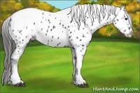 Horse Color:Black Tobiano Frame Near Leopard 