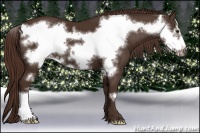 Horse Color:Liver Chestnut Frame 