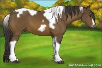 Horse Color:Buckskin Tobiano Frame 