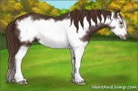 Horse Color:Liver Chestnut Splash Frame 