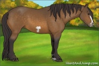 Horse Color:Buckskin Frame 