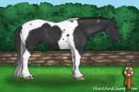 Horse Color:Black Tobiano 