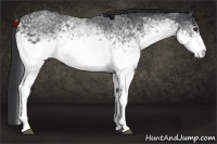Horse Color:White Spotted Black