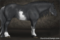 Horse Color:White Spotted Black