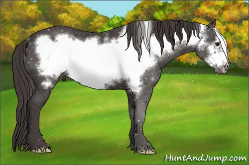 Horse Color: Smoky Black Frame Rabicano 