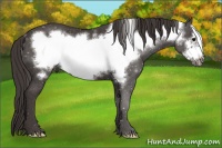 Horse Color:Smoky Black Frame Rabicano