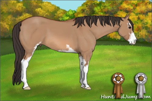 Horse Color: Unknown 