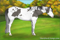 Horse Color:Brown Dun Splash Tobiano