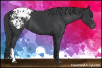 Horse Color:Black Blanket 