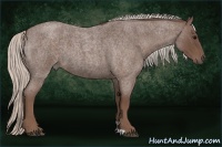 Horse Color:Silver Blue Roan 