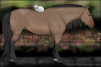 Horse Color:Brown Dun 