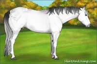 Horse Color:Gray White Spotted Smoky Black 