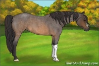 Horse Color:Buckskin Roan 