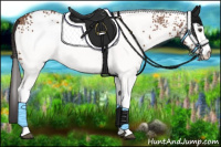Horse Color:White Spotted Bay 