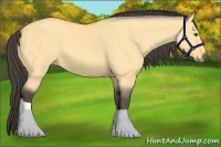 Horse Color:Buckskin Dun
