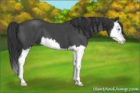 Horse Color:Blue Roan Splash 
