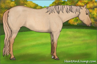 Horse Color:Red Dun Roan 