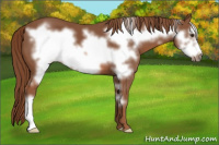 Horse Color:Liver Chestnut Frame 