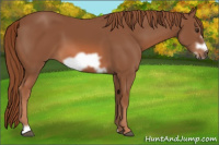 Horse Color:Liver Chestnut Frame