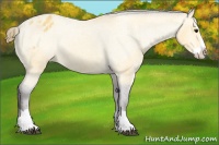 Horse Color:Buckskin Splash Varnish Rabicano 