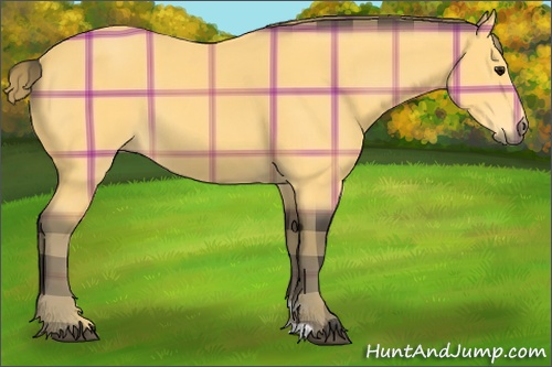 Horse Color: Plaid  Buckskin 
