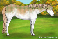 Horse Color:Plaid  White Spotted Chestnut 