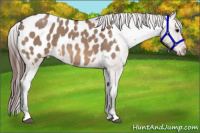 Horse Color:Bay Roan Dun Appaloosa
