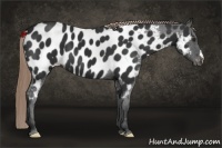 Horse Color:Liver Chestnut Appaloosa