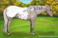 Horse Color:Silver Brown Snowcap 
