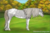 Horse Color:Smoky Black Splash Blanket 