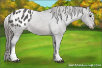 Horse Color:White Spotted Black Blanket 