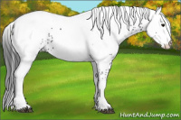 Horse Color:White Spotted Brown Rabicano 