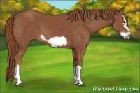 Horse Color:Chestnut Splash Frame 