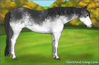 Horse Color:White Spotted Black