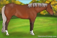 Horse Color:Silver Bay 